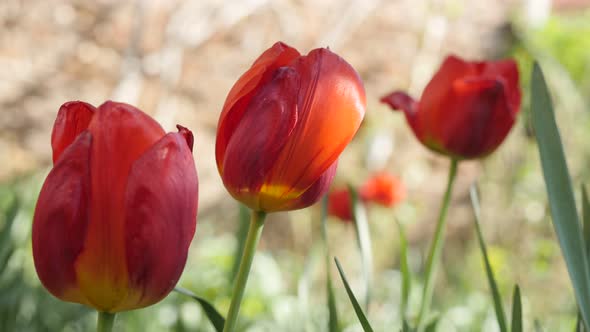 Beautiful red Tulipa gesneriana flower bulbs  shallow DOF 4K 2160 30fps UltraHD footage - Natural ga
