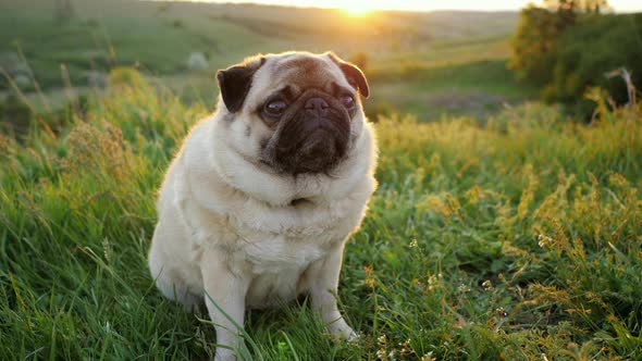 Calm and Cute Pug at Sunset Dog Looks at the Camera in Nature