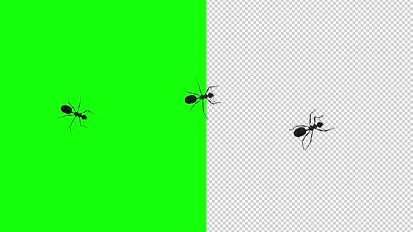 3 Black Ants - Passing Screen - Top View - Transparent and Green Screen