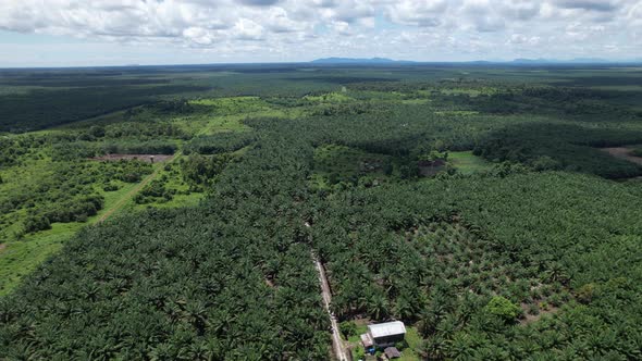 Aerial View of The Palm Oil Estates