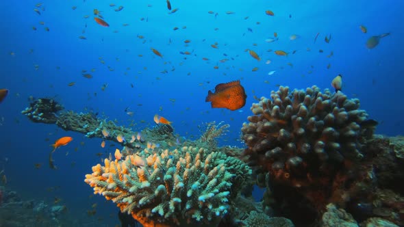 Underwater Sea Hard Coral