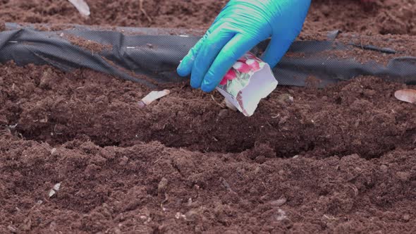 Close up view of female hands planting radish seeds from bag into ground on garden bed. Sweden.