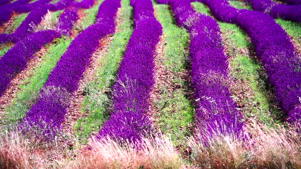 Lavender Field in Provence France