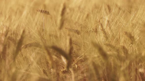 Wheat in the Rays of Dawn