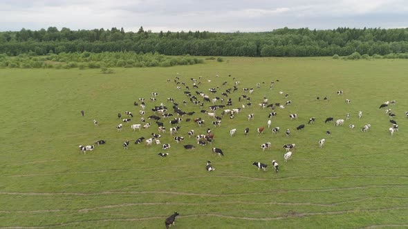 Cows Graze on Pasture