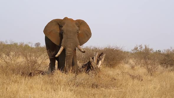 Large? tusker bull elephants, Loxodonta africana graze slowly in the summer months in long grass in