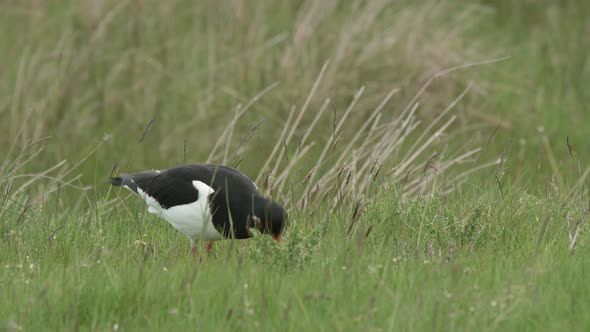 Oystercatcher feeding by probing with it's orange bill on upland pasture