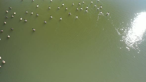 A top down shot directly over a flock of ducks swimming in a green pond, on a sunny day. The sun is