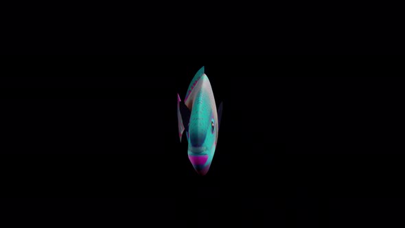 Blue Barred Fish View From Front alt