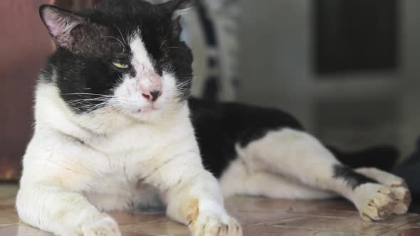 Black and white sleepy cat closing his eyes and opening trying to fall asleep but gets irritated by