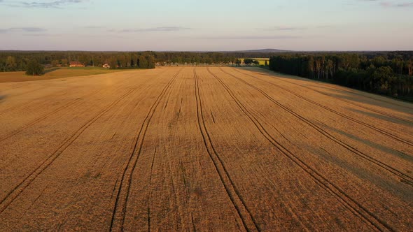 Rye Field