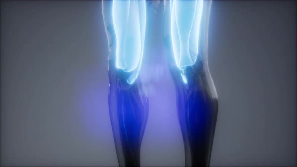 Thigh Muscles - Visible Muscle Anatomy Map alt