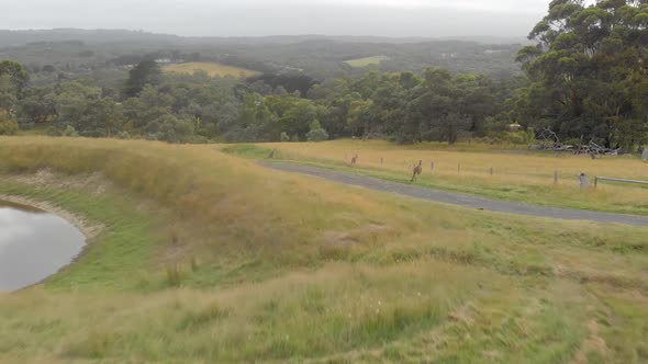 forward moving aerial of kangaroos jumping over a wire fence on a rural farm in Australia.