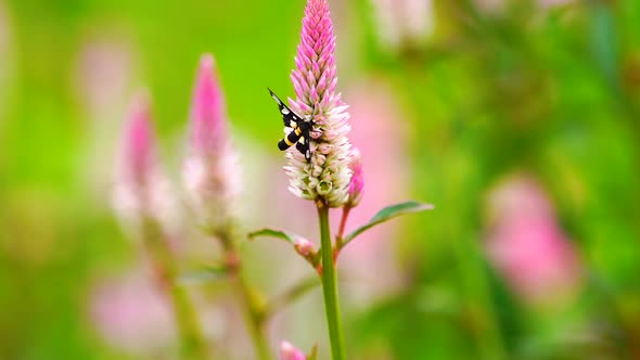 Butterfly on Pink Flower in Green Field Background