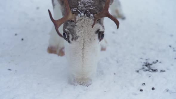 Close up slowmotion of a reindeer trying to find food from a frozen ground in Lapland Finland.