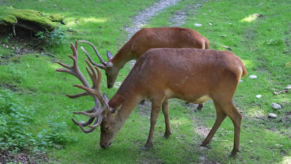 Male Deer with antlers and baby fawn grazing on grass field in forest,close up - slow motion in high