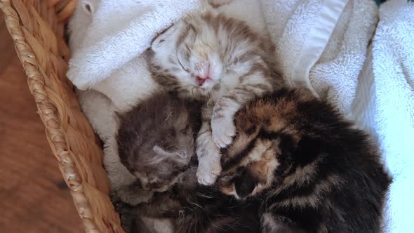 Close Up View of Three Little Newborn Gray Kittens to Sleep in a Basket