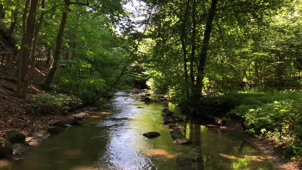 pretty stream in the forest during summer