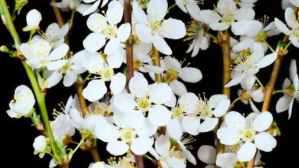 Cherry-plum White Flowers Opening in Time-lapse