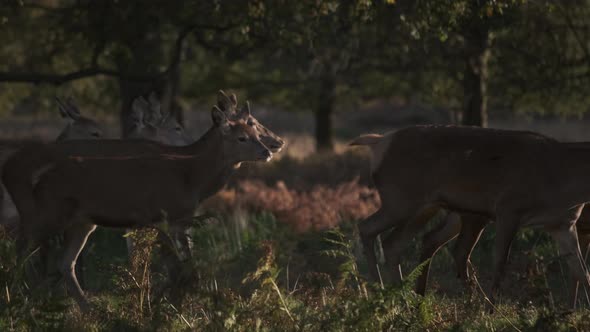 Tracking profile shot of a heard of deer walking