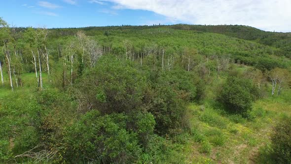 Drone flying over mountain tree top in Steamboat Springs Colorado