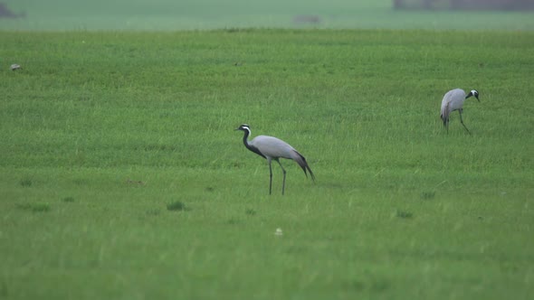 Real Wild Crane Birds Walking in Natural Meadow Habitat