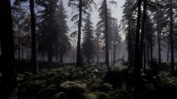 Moon Light Over the Spruce Trees of Magic Mystery Night Forest alt