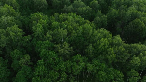 Flight over dark green forest in summer. Birch Grove. Aerial view