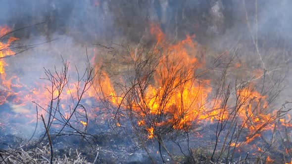 Burning Dry Grass, Trees, Bushes, and Haystacks with Caustic Smoke. Fire in the Forest. Slow Motion