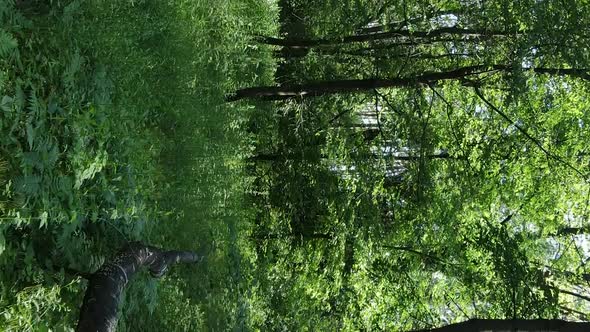 Vertical Video of Forest Landscape in Summer Slow Motion