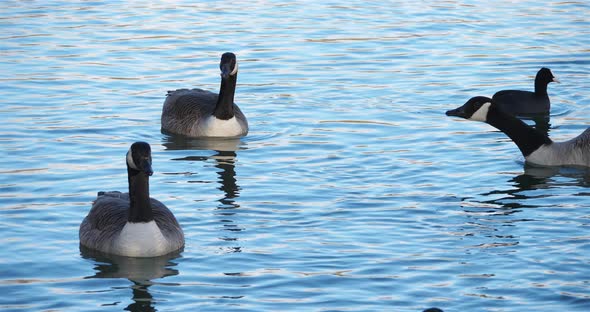 Canada goose, Branta canadensis and eurasuian coots,  swimming on a lake