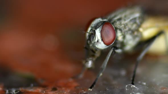 A Housefly (musca domestica) feeding from leftovers on a marble kitchen counter. Extreme close shot,