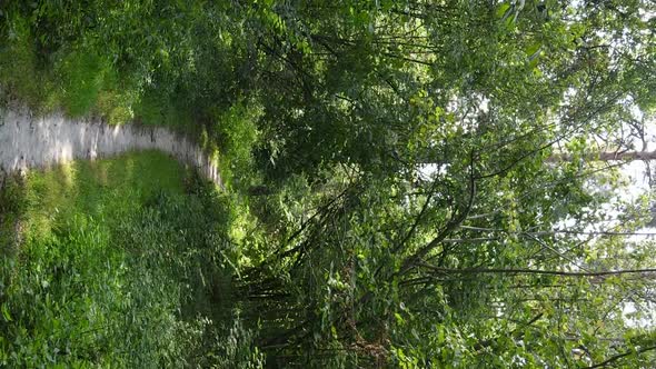 Vertical Video of a Beautiful Forest in Summer