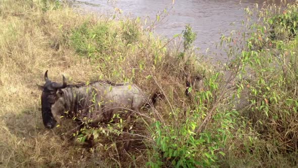 Wildebeest climb steep river slope after crossing muddy Kenyan river