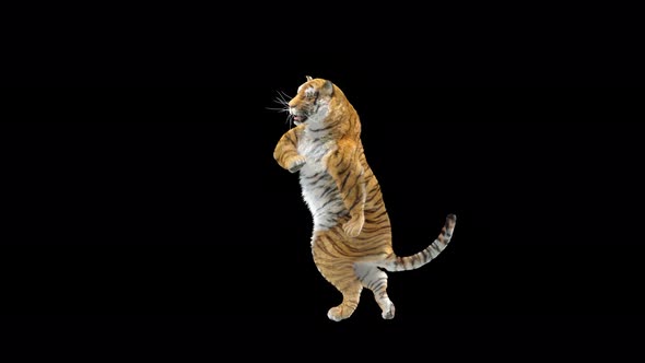 Tiger Dancing 4K