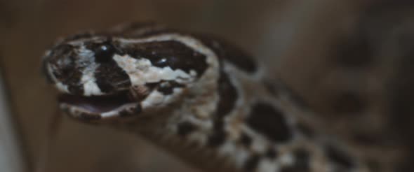 Close up of a viper snake slowly swallowing a mouse, feeding.