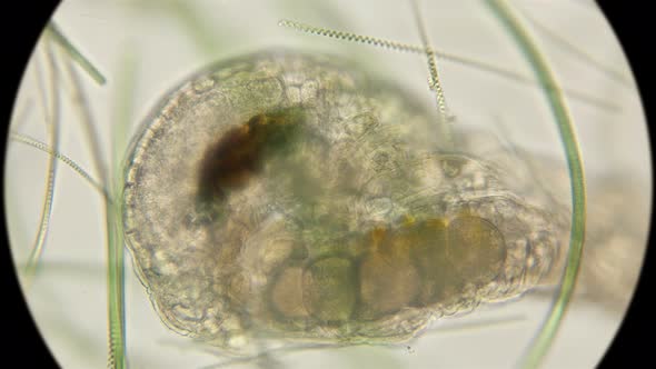 Mating of Two Silent Tardigrada