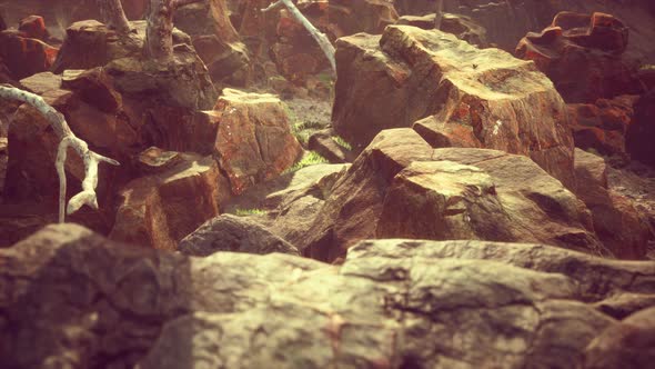 Lava Stone Field with Dead Trees and Plants