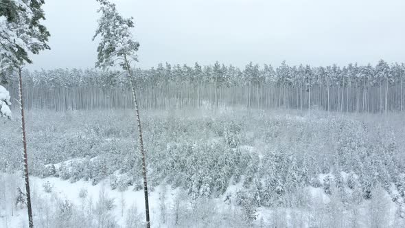 Young Winter Forest in Foreground. Aerial View