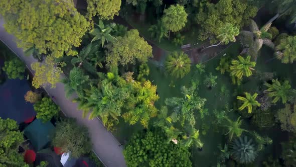 Aerial - Flying along treetops of Medellín, top-down shot of lush greenery, Colombia