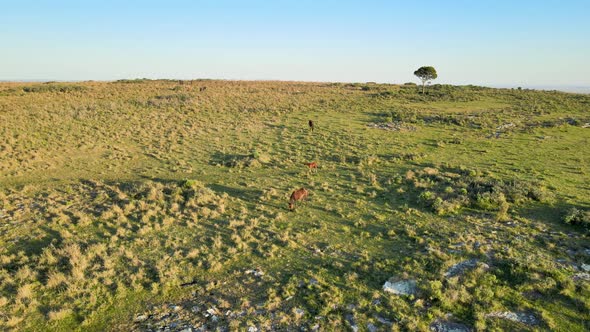 A Herd Of Horses And a Foal Grazing Freely, Aerial Side Tracking Shot