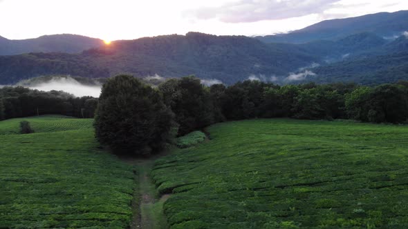 Mystic and Foggy Drone Flight Over the Tea Plantation Terrace on Mountain. Birds Eye View