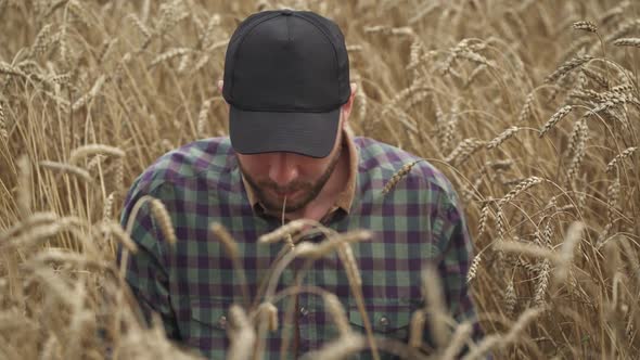 Handheld Farmer Man Sits in the Field of Rye and Works on a Laptop Investigating Plants Ecologist