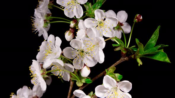 White Flowers of Cherry Tree Blooming in Time Lapse on a Black Background. Fruit Branch With Buds