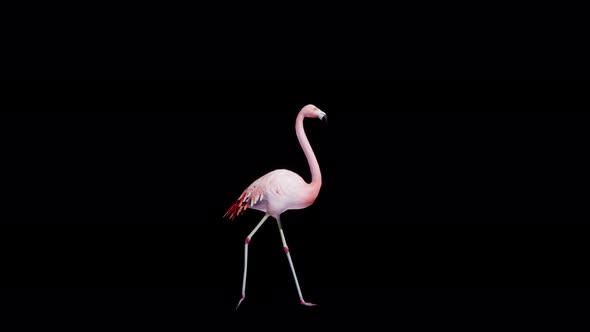 Flamingo run 4k alpha loop