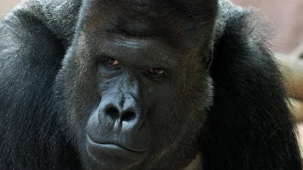 Portrait of male Gorilla, Silver backed Male Gorilla. The gorilla looks into the camera.	