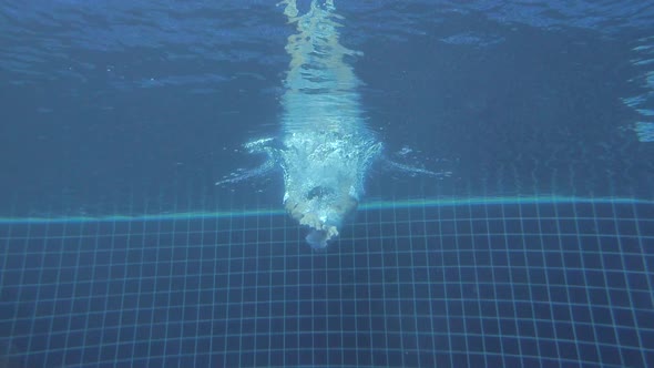 Professional Swimmer Starting and Jumping Into Water