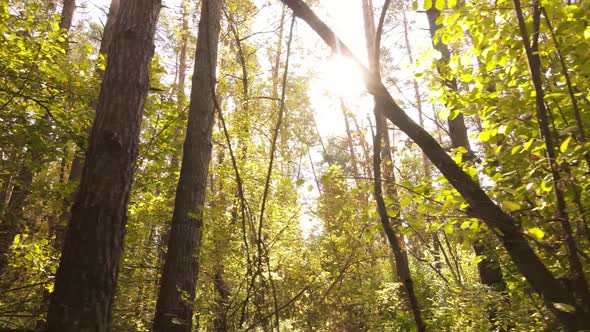 Autumn Forest Landscape with Trees By Day