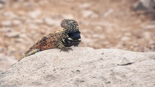 zoom in shot of a lava lizard on isla espanola in the galapagos