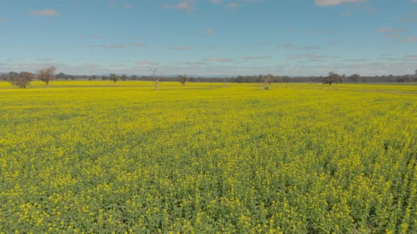 Canola Fields